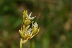 Juncus imbricatus
