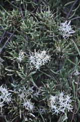 Tripodanthus flagellaris