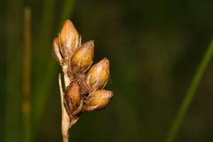 Juncus imbricatus