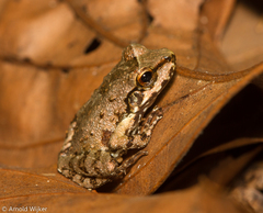 Thoropa miliaris
