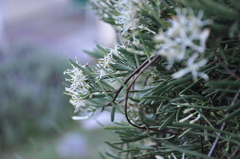 Tripodanthus flagellaris