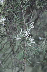 Tripodanthus flagellaris
