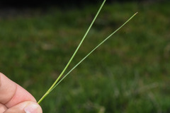 Juncus imbricatus