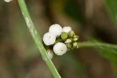 Deeringia polysperma