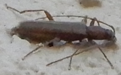 Haplidus testaceus
