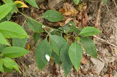 Deeringia polysperma