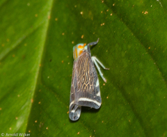 Achilidae