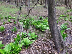 Symplocarpus foetidus