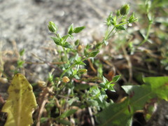 Arenaria serpyllifolia