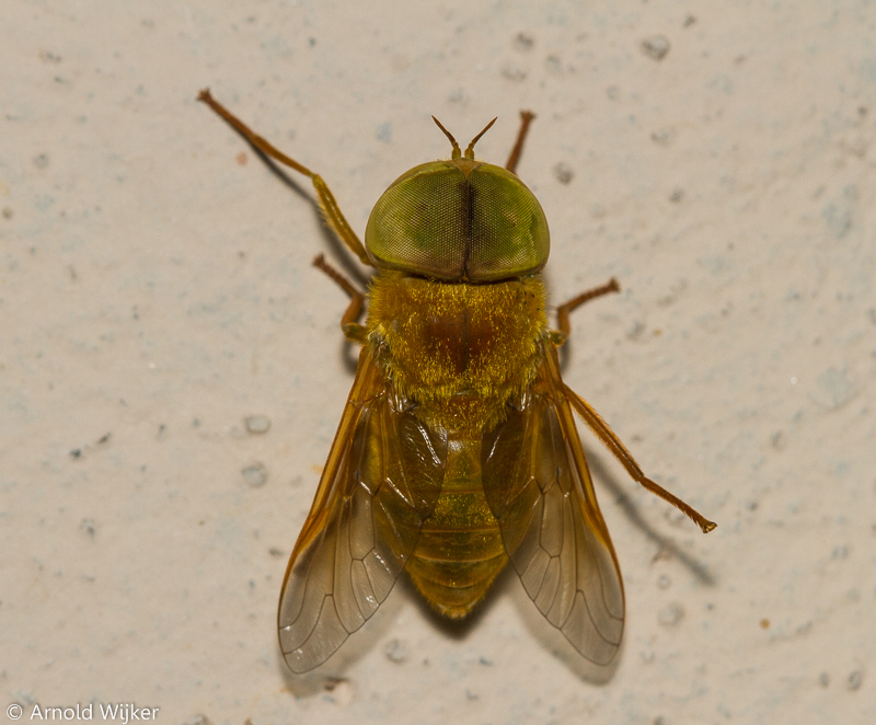 Cryptotylus
