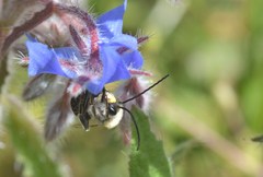 Eucera nigrescens