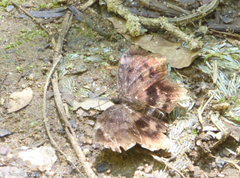 Achlyodes busirus