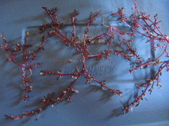 Oxybasis glauca salina