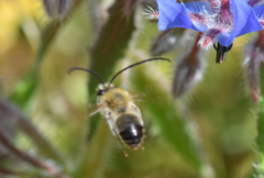 Eucera nigrescens