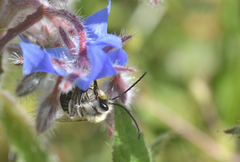 Eucera nigrescens