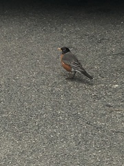 Turdus migratorius