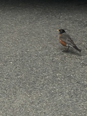 Turdus migratorius