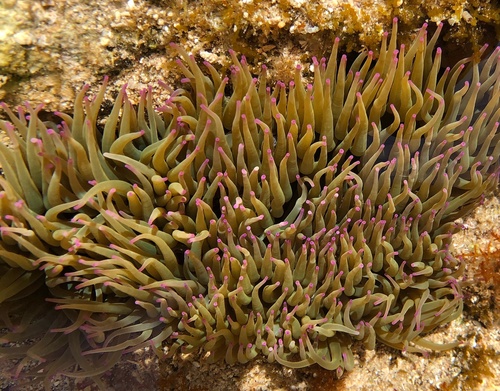 snakelocks anemone, photo 2 of 7