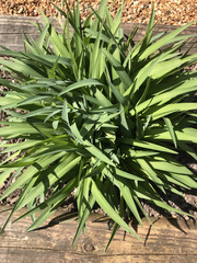 Hemerocallis citrina