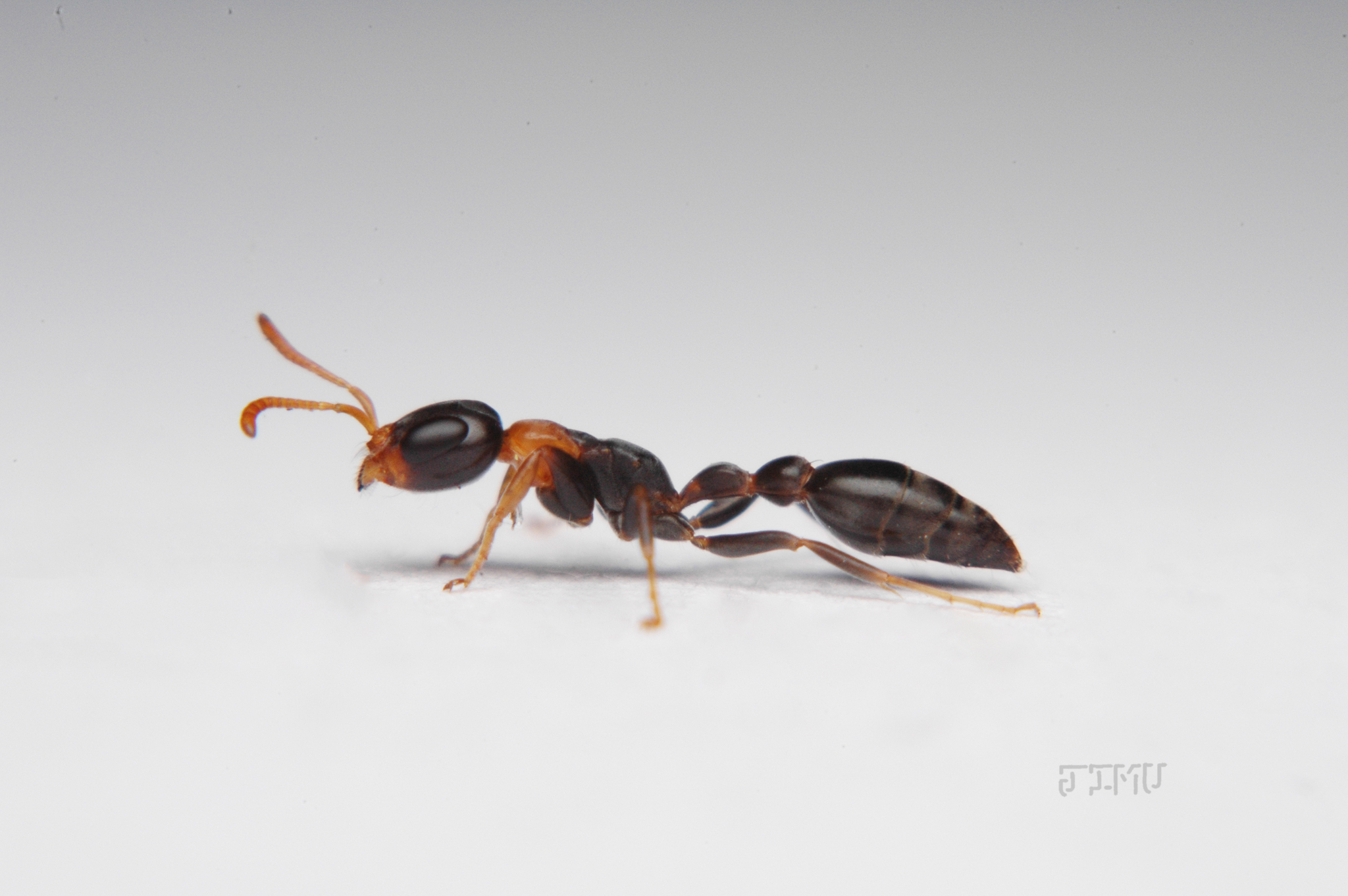 Pseudomyrmex haytianus
