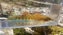 Etheostoma coosae