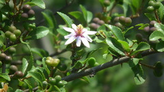 Grewia occidentalis occidentalis