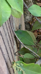 Sceloporus occidentalis