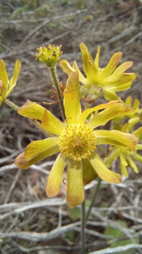 Image of Knowltonia cordata by (c) kevin koen, some rights reserved (CC BY-SA)