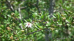 Grewia occidentalis occidentalis