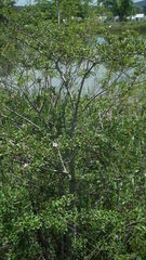 Grewia occidentalis occidentalis