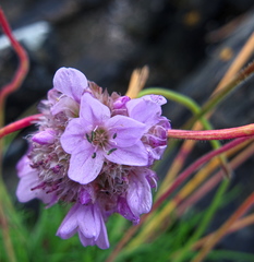 Armeria maritima maritima