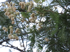 Senegalia berlandieri