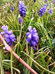 Muscari neglectum