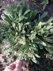 Anchusa arvensis orientalis