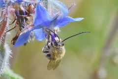 Eucera nigrescens