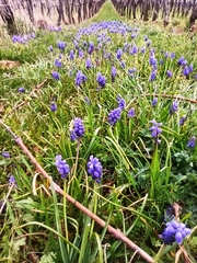 Muscari neglectum