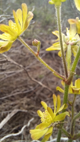Image of Knowltonia cordata by (c) kevin koen, some rights reserved (CC BY-SA)
