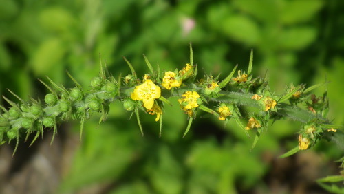 Agrimonia bracteata (Agrimonia bracteata)