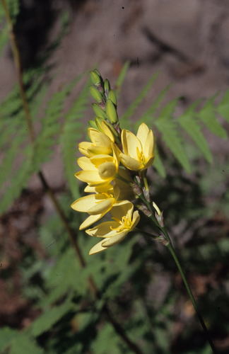 Image of Ixia odorata by (c) Tom Lloyd Evans, some rights reserved (CC BY-SA)