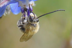 Eucera nigrescens