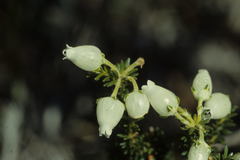 Erica physodes