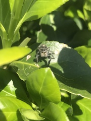 Phidippus audax