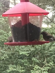 Haemorhous purpureus