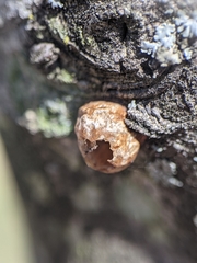 Eulecanium cerasorum