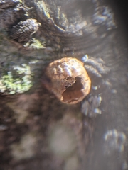 Eulecanium cerasorum