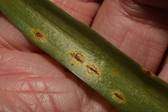Uromyces hyacinthi