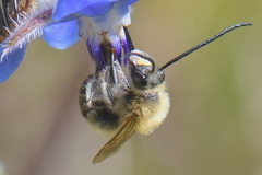 Eucera nigrescens