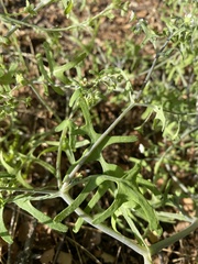 Pholistoma membranaceum