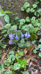 Glechoma hederacea