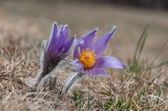 Pulsatilla halleri